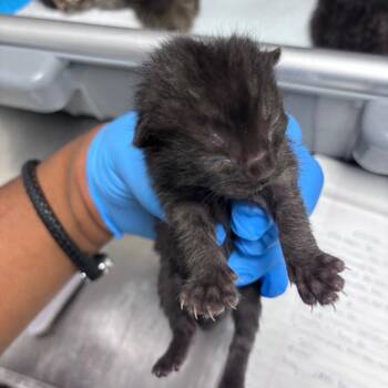 Benton (Beni Bean) -  Domestic Short Hair Cat for Adoption in Memphis, Tennessee - Benton (Beni Bean) | PetCurious