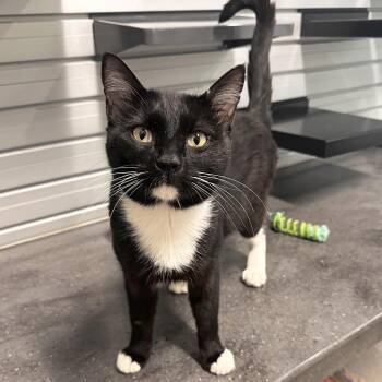 Chad -  Domestic Short Hair Cat for Adoption in Hailey, Idaho - Chad | PetCurious
