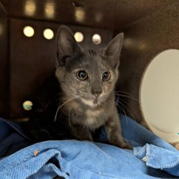 Domestic Short Hair Cats Available for Adoption in Pasadena, California - Pinecone | PetCurious