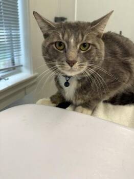 Saturn -  Domestic Short Hair Cat for Adoption in Lafayette, Indiana - Saturn | PetCurious