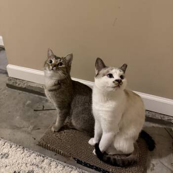 Domestic Short Hair Cats Available for Adoption in Murfreesboro, Tennessee - Goldie&Olaf | PetCurious