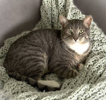 Rescue Tabby Cats for Adoption in Fort Myers, Florida - Peter Jackson | PetCurious