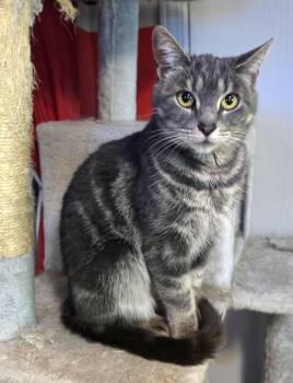 Tabby and Domestic Short Hair Cats Available for Adoption - Willow | PetCurious