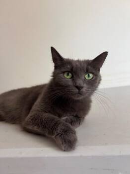 Moon -  Domestic Short Hair Cat for Adoption in New York, New York - Moon | PetCurious