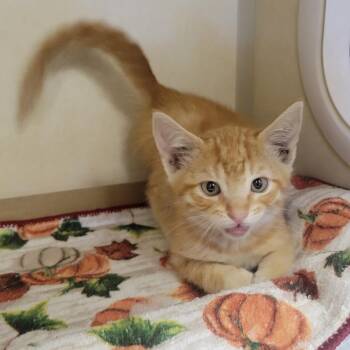 X-Cali-Purr -  Domestic Short Hair Cat for Adoption in Westminster, California - X-Cali-Purr | PetCurious