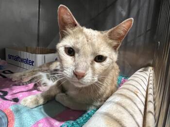 Josephine- retired momma -  Domestic Short Hair Cat for Adoption in Pierceton, Indiana - Josephine- Retired Momma | PetCurious