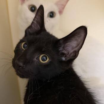Walter -  Domestic Short Hair Cat for Adoption in Cooperstown, New York - Walter | PetCurious