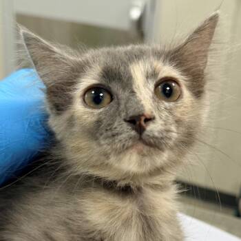 110182 -  Domestic Short Hair Cat for Adoption in Las Cruces, New Mexico - 110182 | PetCurious