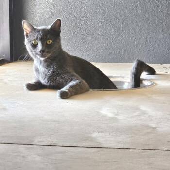 Laurel -  Domestic Short Hair Cat for Adoption in Las Vegas, Nevada - Laurel | PetCurious