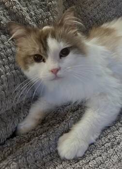 Ragdoll and Persian Cats Available for Adoption in Allentown, New Jersey - Raja | PetCurious