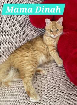 Rescue Domestic Long Hair Cats for Adoption in San Jacinto, California - Dinah | PetCurious