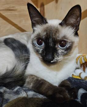 Mysti -  Siamese and Tortoiseshell Cat for Adoption - Mysti | PetCurious