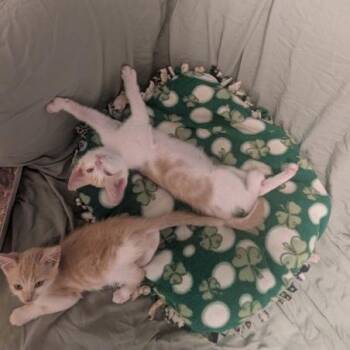 Valerie w/ Westley - In Foster! -  Domestic Short Hair Cat for Adoption in Flagstaff, Arizona - Valerie W/ Westley - In Foster! | PetCurious
