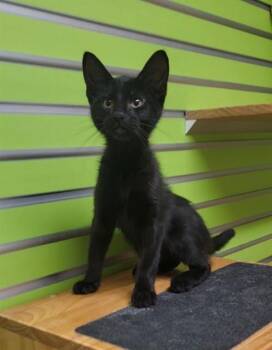 MARCO -  Domestic Short Hair Cat for Adoption in St. Peters, Missouri - MARCO | PetCurious
