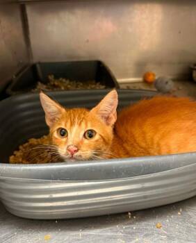 Benny -  Domestic Short Hair Cat for Adoption in Bossier City, Louisiana - Benny | PetCurious