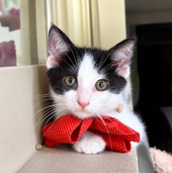 Ash Bloom -  Tuxedo and Domestic Short Hair Cat for Adoption in Friendswood, Texas - Ash Bloom | PetCurious