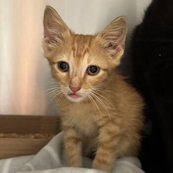 Harry -  Domestic Short Hair Cat for Adoption in Chattanooga, Tennessee - Harry | PetCurious