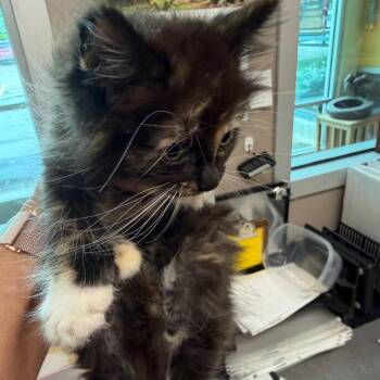 Phineas -  Domestic Long Hair Cat for Adoption in Norman, Oklahoma - Phineas | PetCurious