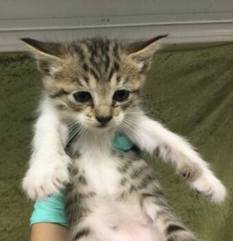 Domestic Long Hair Cats Available for Adoption in Riverside, California - SALLY | PetCurious