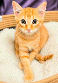 Fancy Cake -  Domestic Short Hair Cat for Adoption in El Dorado, Arkansas - Fancy Cake | PetCurious
