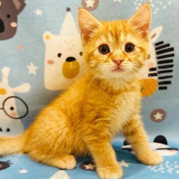 Claire -  Domestic Short Hair Cat Available for Adoption in Mt. Juliet, Tennessee - Claire | PetCurious
