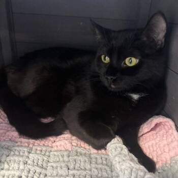 Domestic Short Hair Cats Available for Adoption - Nessarose  | PetCurious