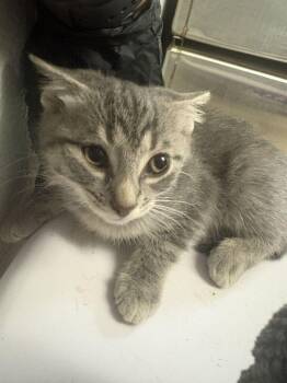 Suzuki -  Domestic Short Hair Cat for Adoption in Cincinnati, Ohio - Suzuki | PetCurious