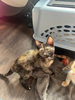Nova -  Domestic Short Hair Cat for Adoption in Lunenburg, Massachusetts - Nova | PetCurious