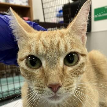 Barbara -  Domestic Short Hair Cat for Adoption in Las Cruces, New Mexico - Barbara | PetCurious