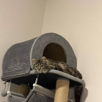 Domestic Long Hair Cats Available for Adoption in New York, New York - Crumpet | PetCurious