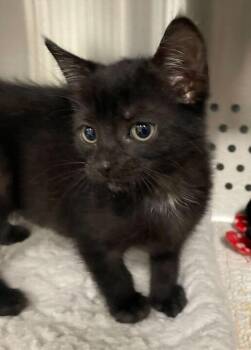 Domestic Short Hair Cats Available for Adoption in Jackson, Michigan - Midnight | PetCurious