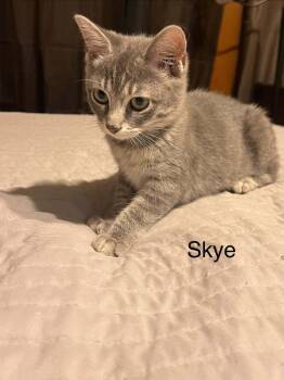 Skye -  Domestic Short Hair Cat for Adoption in Groveland, Massachusetts - Skye | PetCurious
