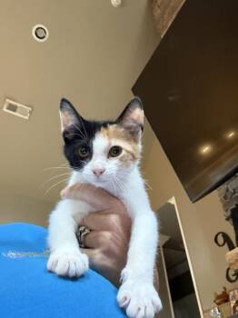 Dolly -  Domestic Short Hair Cat for Adoption in Chattanooga, Tennessee - Dolly | PetCurious