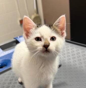 Harry -  Domestic Short Hair Cat for Adoption in Yankton, South Dakota - Harry | PetCurious