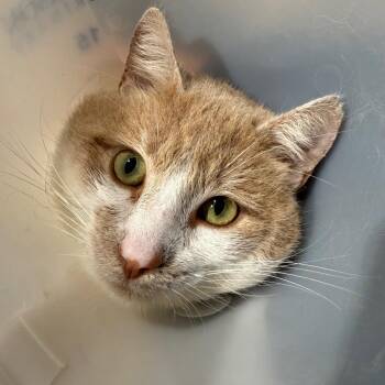 Domestic Short Hair Cats Available for Adoption - Baron | PetCurious