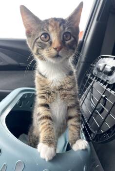 Domestic Short Hair and Tabby Cats Available for Adoption in Yardley, Pennsylvania - Macy | PetCurious