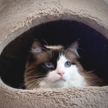 Luna -  Domestic Long Hair and Ragdoll Cat for Adoption in Springfield, Oregon - Luna | PetCurious