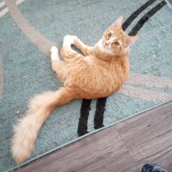 Rescue Domestic Short Hair Cats for Adoption in Harrisonburg, Virginia - Luis | PetCurious