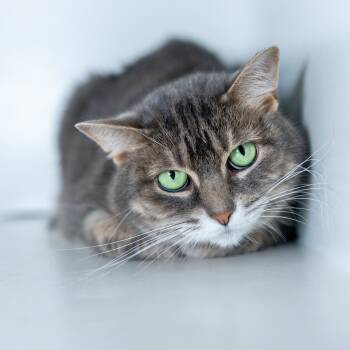Rescue Domestic Short Hair Cats for Adoption in Durham, North Carolina - Cinders | PetCurious