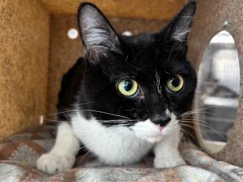 Domestic Short Hair Cats Available for Adoption in Powell, Ohio - Mrs Meyers | PetCurious