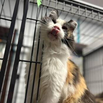 Caramel Rose -  Domestic Long Hair Cat for Adoption in Davenport, Iowa - Caramel Rose | PetCurious