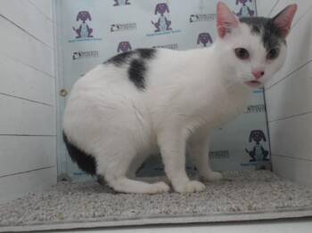 Domestic Short Hair Cats Available for Adoption in Orlando, Florida - LU | PetCurious