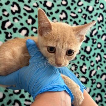 Rattle Snake -  Domestic Short Hair Cat for Adoption in San Antonio, Texas - Rattle Snake | PetCurious
