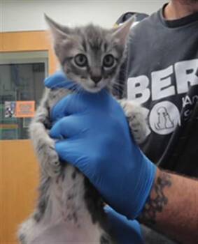 MISSY -  Domestic Medium Hair Cat for Adoption in Albuquerque, New Mexico - MISSY | PetCurious