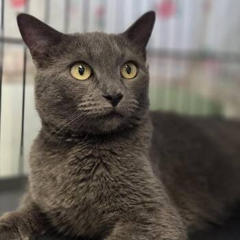 Domestic Short Hair Cats Available for Adoption in Pittsford, Vermont - Remy | PetCurious