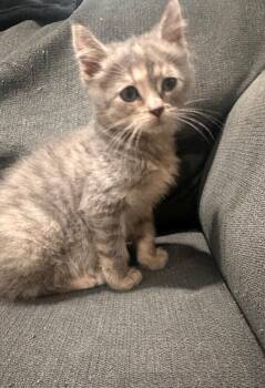 Periwinkle -  Domestic Medium Hair Cat for Adoption in North Babylon, New York - Periwinkle | PetCurious
