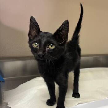 Hammy -  Domestic Short Hair Cat for Adoption in San Antonio, Texas - Hammy | PetCurious