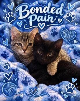 Tonto & Jessie -  Domestic Short Hair Cat for Adoption in Mokena, Illinois - Tonto & Jessie | PetCurious