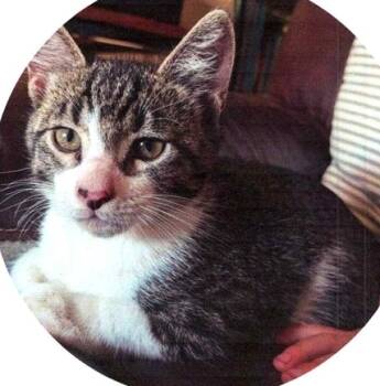 Rescue Domestic Short Hair Cats for Adoption in Dayton, Minnesota - Smalls | PetCurious