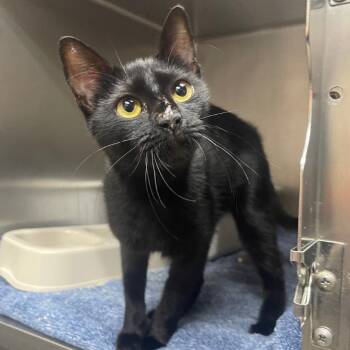 Charlene -  Domestic Short Hair Cat for Adoption in Valley, Alabama - Charlene | PetCurious